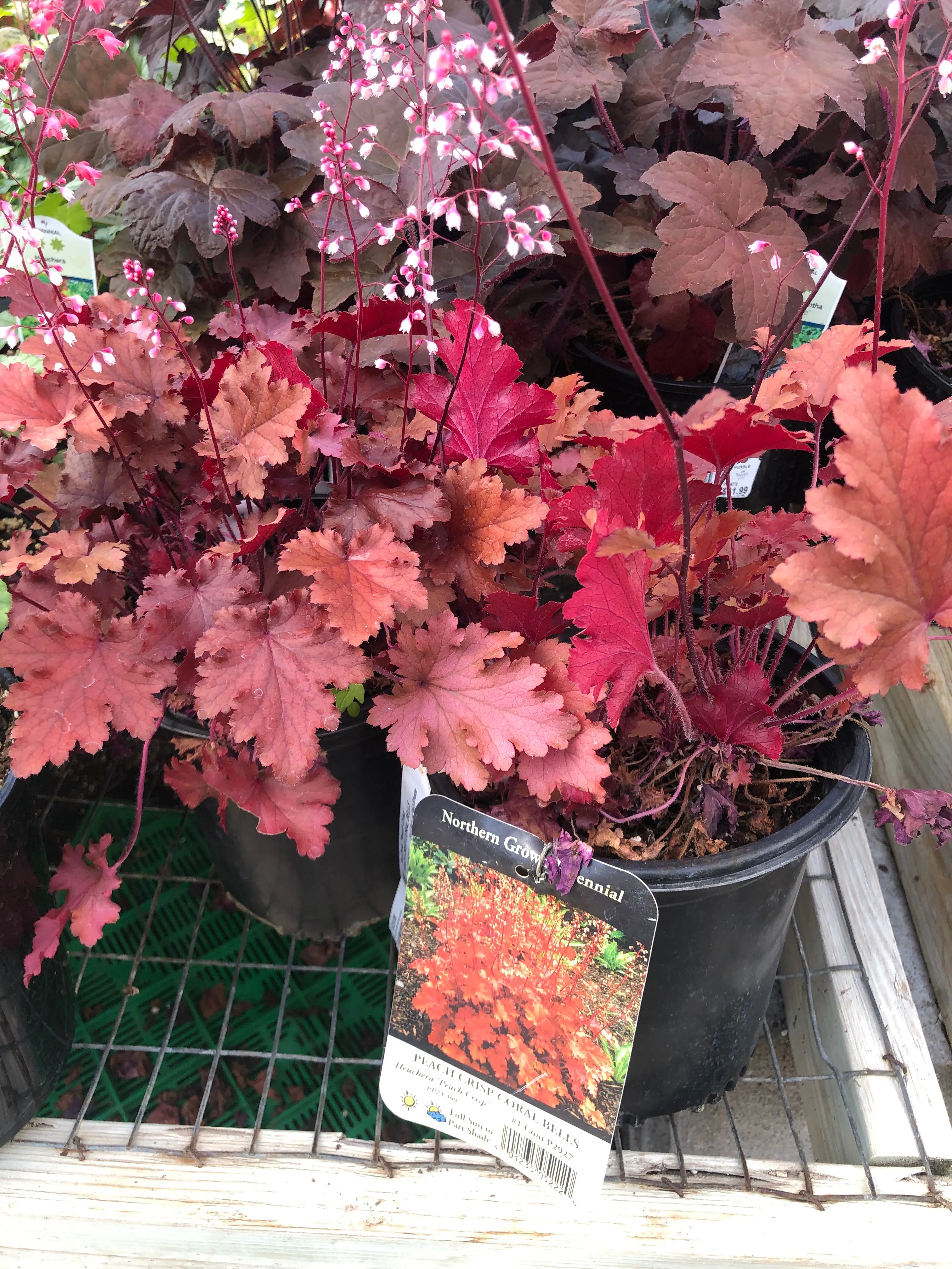 #1 coral bells peach crisp