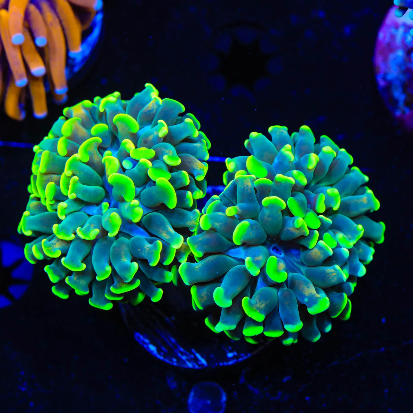 Green Highlighter Tip Hammer Coral