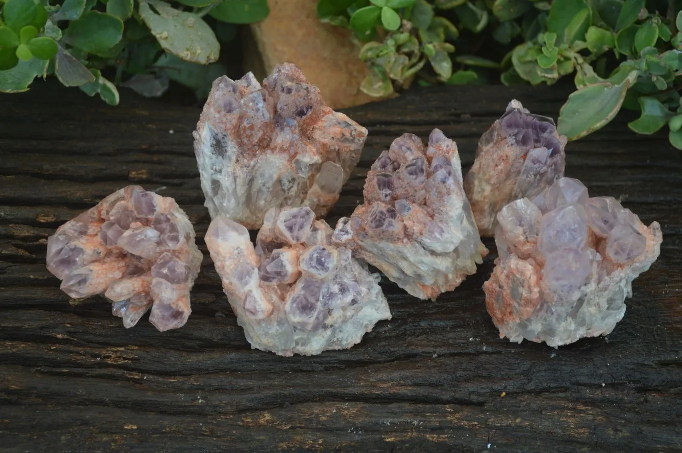 Natural Sugar Amethyst Clusters  x 6 From Zambia