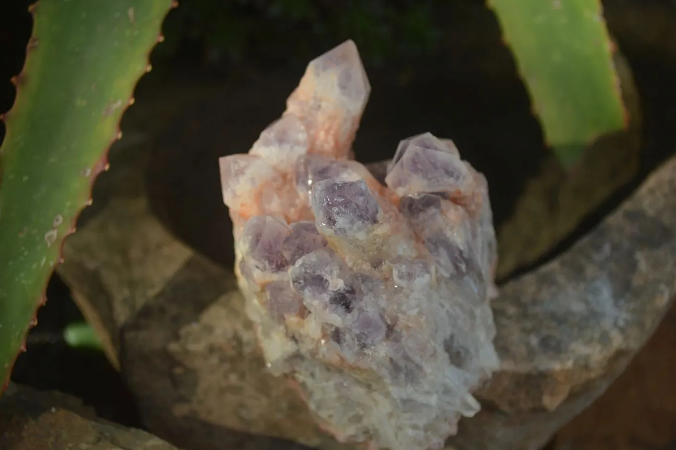 Natural Sugar Amethyst Clusters  x 6 From Zambia