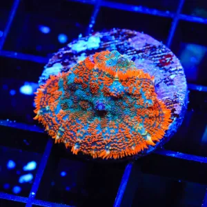 Orange Candy Rhodactis Mushroom Coral