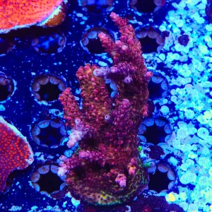 PC Rainbow Acropora Colony Coral