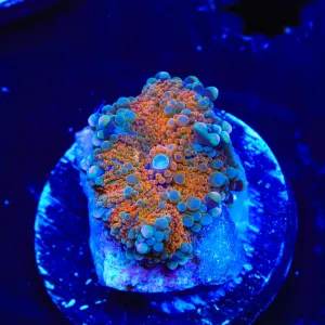 Rainbow Yuma Coral