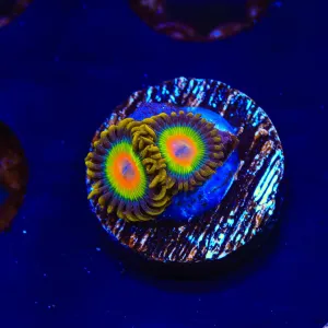 Rasta Zoanthids Coral