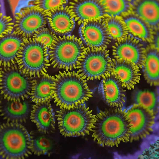 Rasta Zoanthids Coral