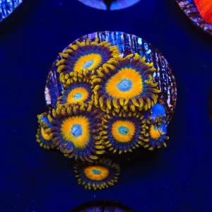 Scrambled Eggs Zoanthids Coral