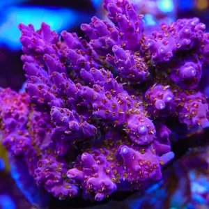 TSA Beautyberry Acropora Coral