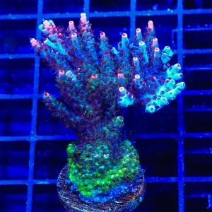 TSA Fruity Pebbles Acropora Colony Coral