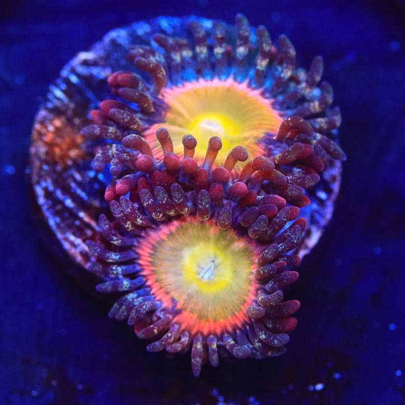 TSA Rainbow Spectrum Zoanthids Coral - BYR