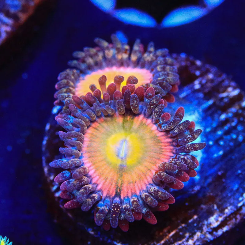 TSA Rainbow Spectrum Zoanthids Coral - BYR