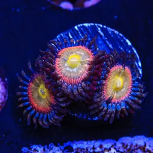 TSA Rainbow Spectrum Zoanthids Coral - BYR